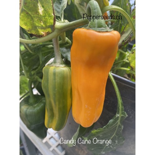Candy Cane Orange Pepper Seeds